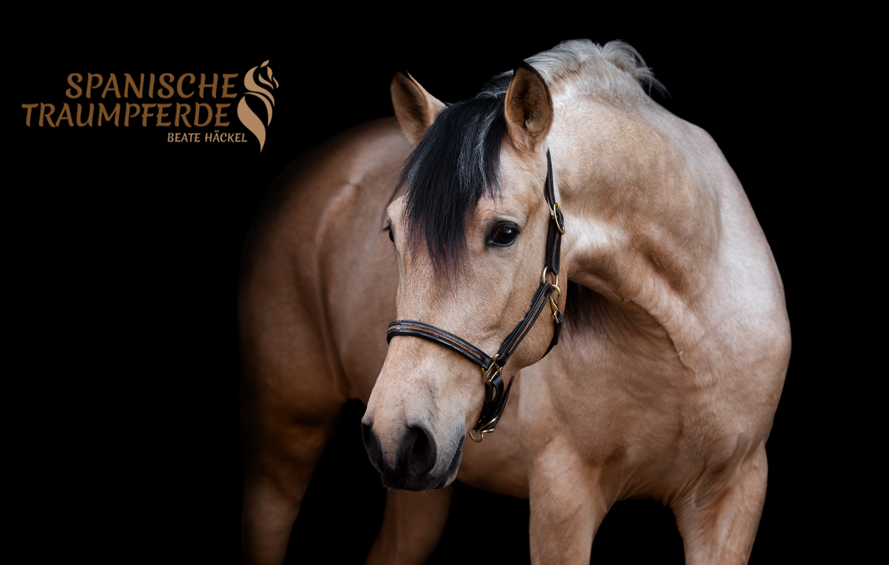 SIMBA SH, Pura Raza Español, Wallach, 2022